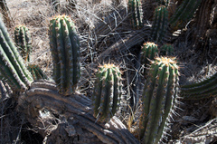 Trichocereus clavatus