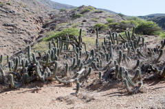 Trichocereus clavatus