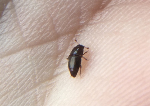 Common Pollen Beetle photo 2