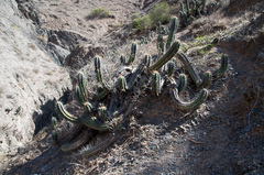 Trichocereus clavatus