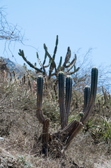 Trichocereus clavatus
