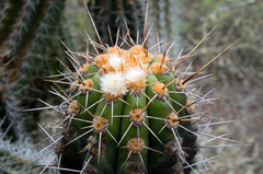 Trichocereus clavatus