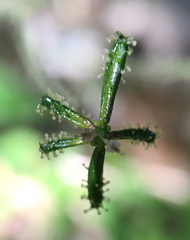 Adenocaulon chilense