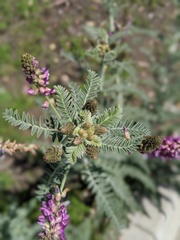 Astragalus brauntonii