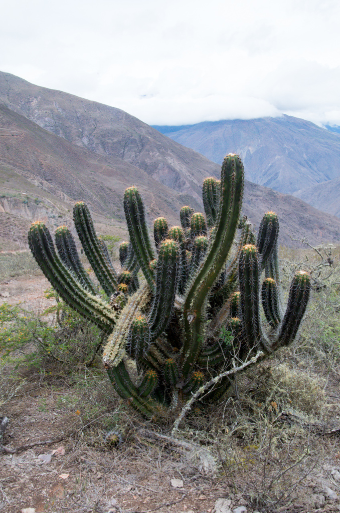 Trichocereus clavatus