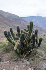 Trichocereus clavatus