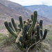 Trichocereus clavatus - Photo (c) Martin Lowry, some rights reserved (CC BY-NC), uploaded by Martin Lowry
