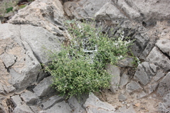Galium stellatum