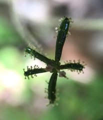 Adenocaulon chilense