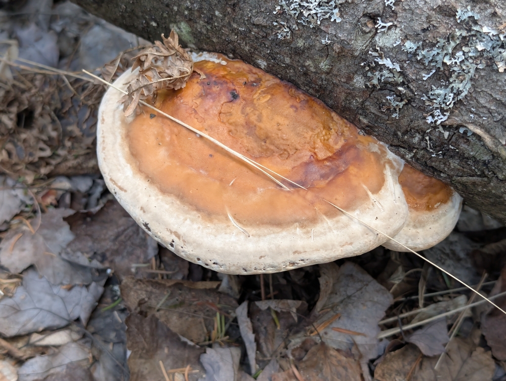 Fomitopsis mounceae · April 2026 · photo: © nick2524 (iNaturalist, cc-by)
