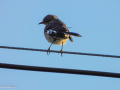 Mimus polyglottos image