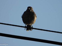 Mimus polyglottos image