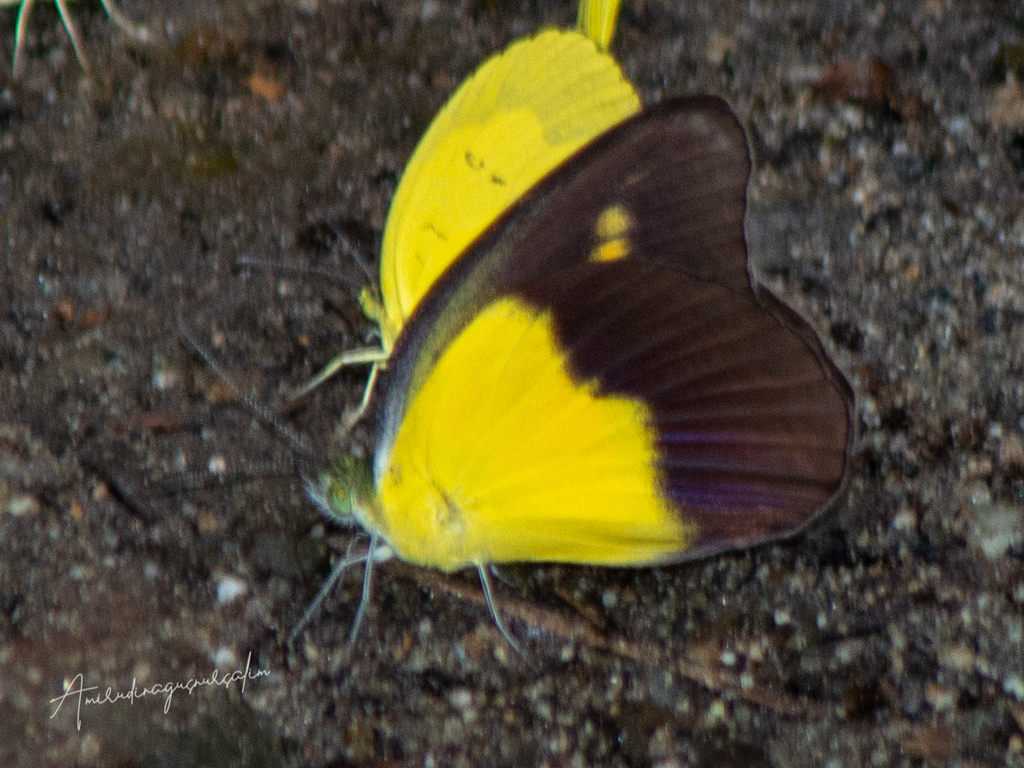 Appias ithome (Appias ithome)