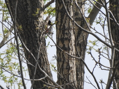 Dendrocopos major