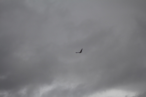 African Marsh Harrier (Circus ranivorus), photo 6