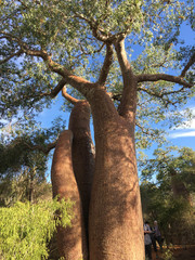 Adansonia