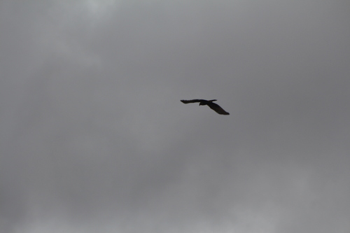 African Marsh Harrier (Circus ranivorus), photo 7