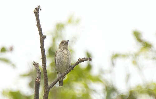 Thick-billed Flowerpecker