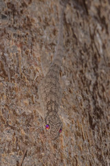 Blaesodactylus sakalava