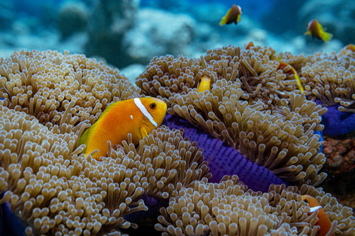 Amphiprion nigripes