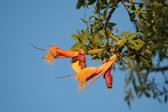 Adansonia rubrostipa