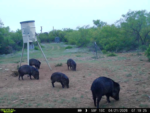 Collared Peccary