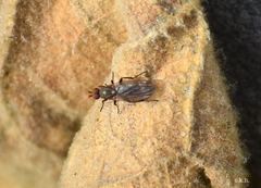 Sphaeroceroidea