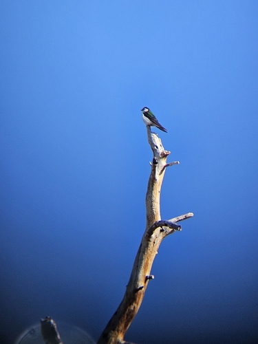 Violet-green Swallow