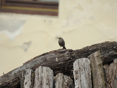 Phoenicurus ochruros