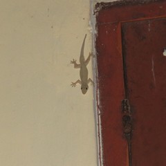 Hemidactylus platyurus