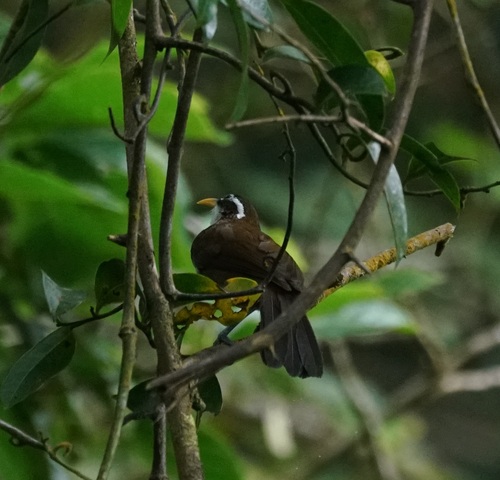 Sri Lanka Scimitar Babbler (Pomatorhinus melanurus), photo 2