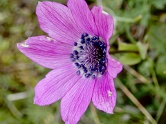 Anemone