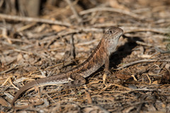 Chalarodon madagascariensis