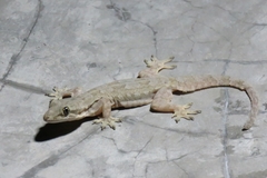 Hemidactylus platyurus