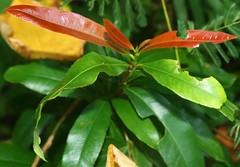 Ochna obtusata