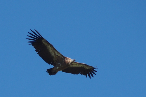 Vautour fauve