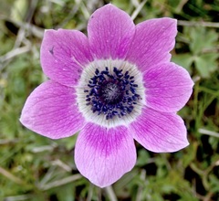 Anemone