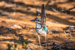 Uratelornis chimaera