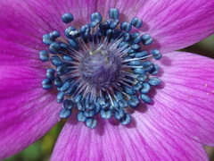 Anemone