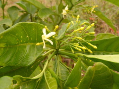 Tabernaemontana alba