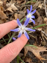 Scilla luciliae