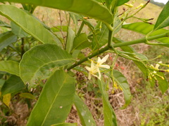 Tabernaemontana alba