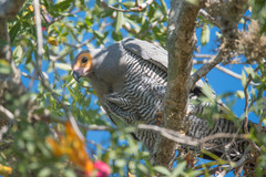 Polyboroides radiatus