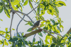 Neomixis striatigula