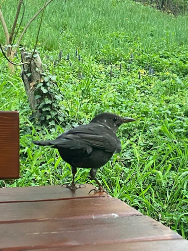Eurasian Blackbird