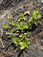 Stellaria ruscifolia
