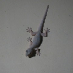 Hemidactylus platyurus