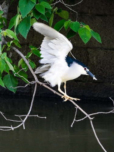 Black-crowned Night Heron