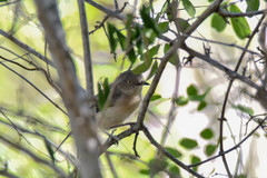 Newtonia brunneicauda