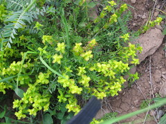 Cruciata